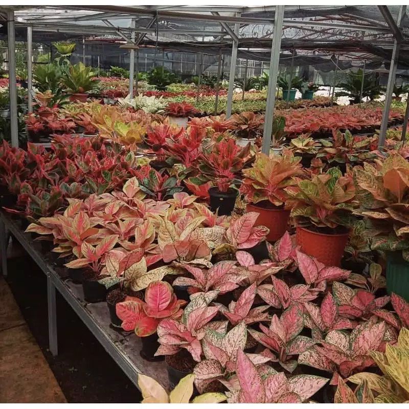 PROMO PAKET 10 BONGGOL AGLONEMA / BIBIT AGLONEMA TERMURAH