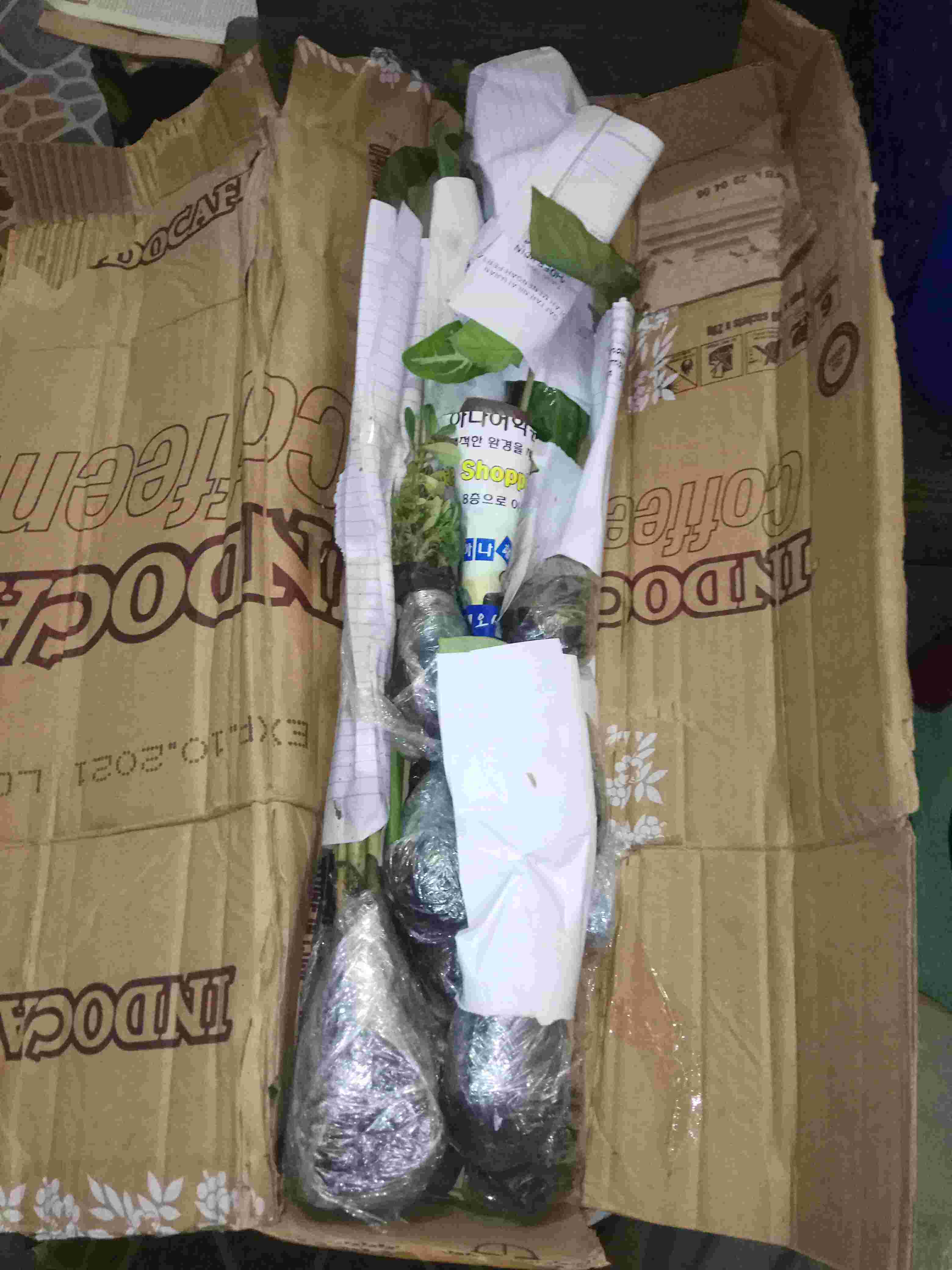 Tanaman Hias Caladium Lindenii Magnificum Keladi Zebra