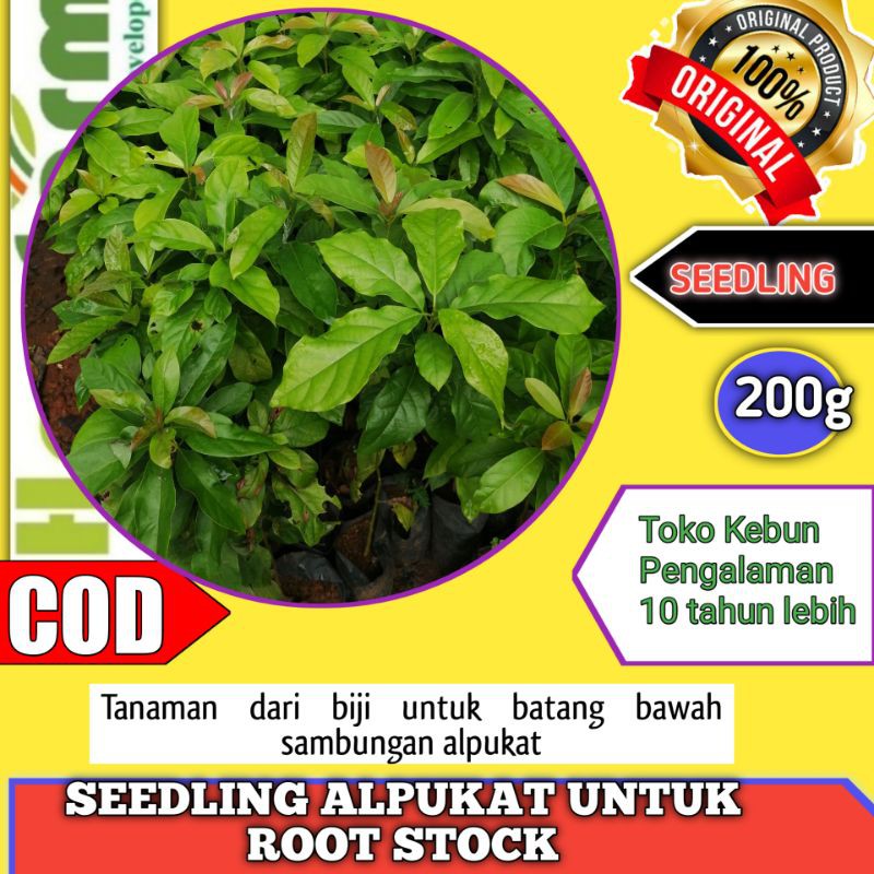 SEEDLING ALPUKAT BATANG BAWAH UNTUK SAMBUNGAN BIBIT ALPUKAT