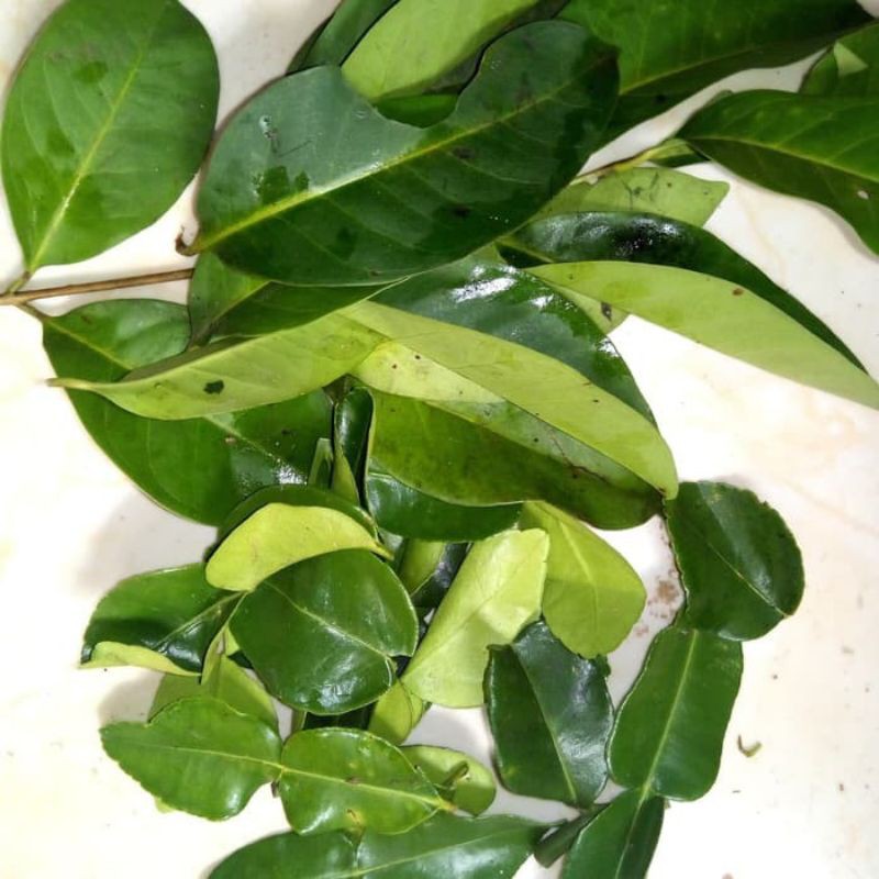 

daun salam/daun jeruk