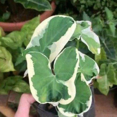 keladi kantong semar bibit - Tanaman Hias Keladi kantong semar