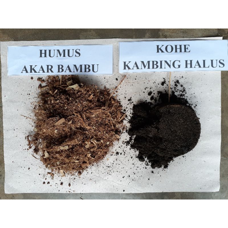 Humus akar bambu plus Kohe Kambing halus