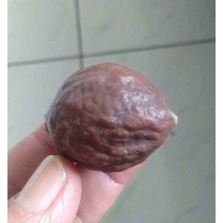 Muncang Adu Jalim Super Mentahan