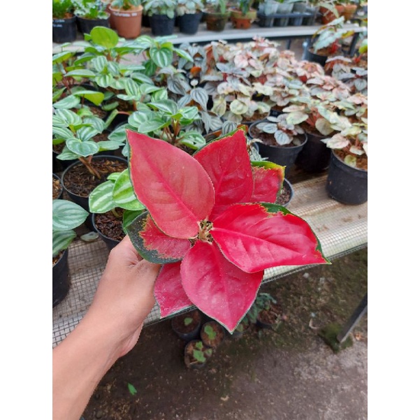 Aglaonema Suksom