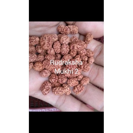 rudraksha mukhi 2 original rudraksha