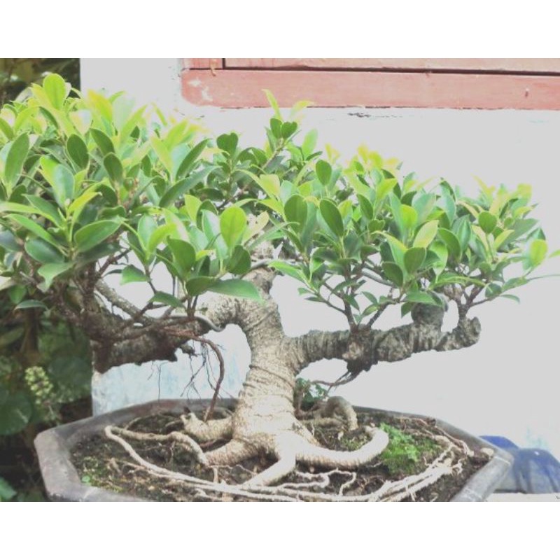 Bakalan bonsai beringin KIMENG
