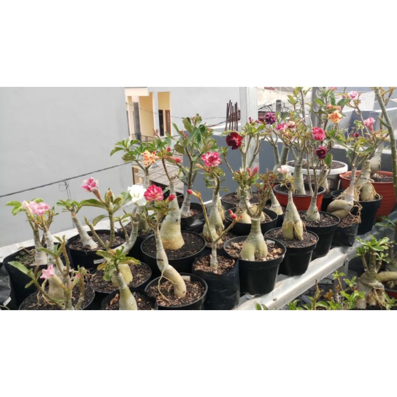 Adenium bunga tumpuk Size B unik