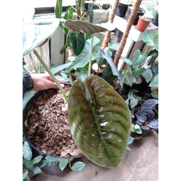 Tanaman hias Alocasia Cuprea Dragon Scale Black+pot Alocasia Dragon Hitam Tengkorak-realpick Niming 
