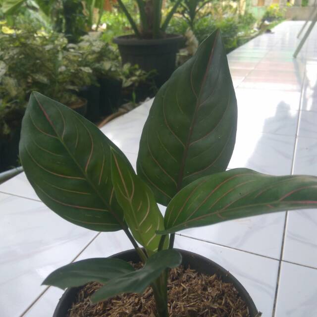 Tanaman Hias Aglonema Rotundum | Aglonema Rotundum