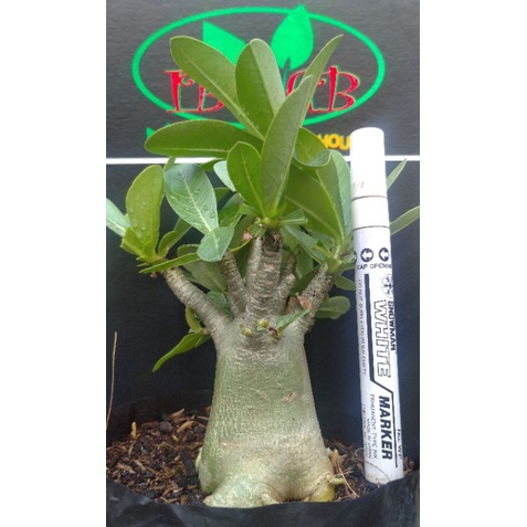 Adenium Thaisoco