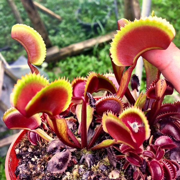 VFT Red Dentate BCP 2-2.5cm