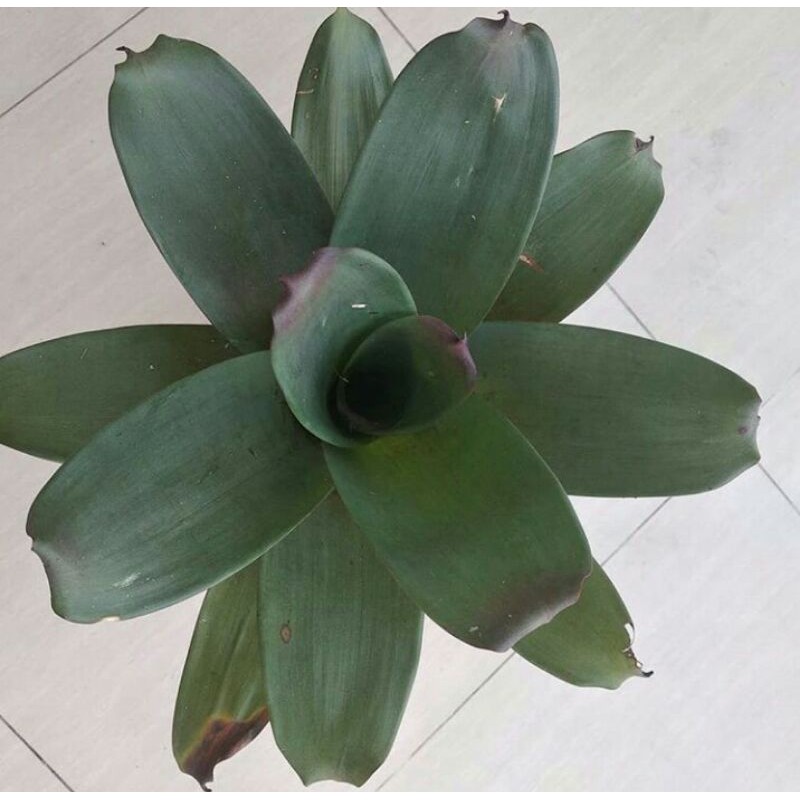 bromelia giant