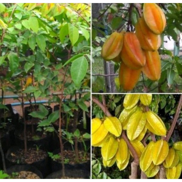 Tanaman buah belimbing madu jumbo