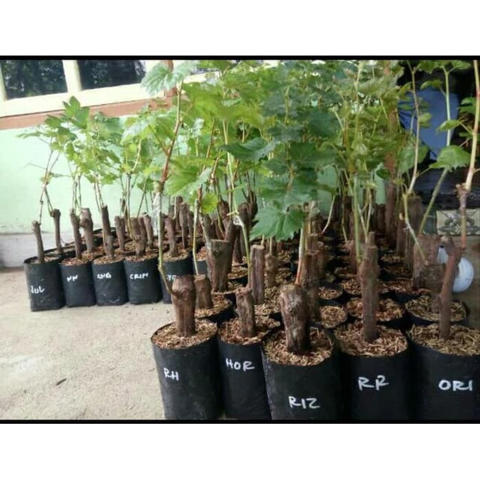 Bibit Tanaman Anggur Jupiter Sedles Bibit Berkwalitas
