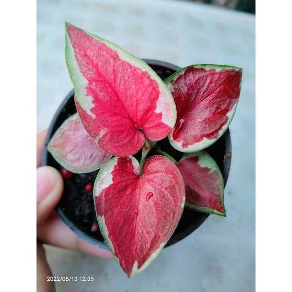 caladium dwi warna