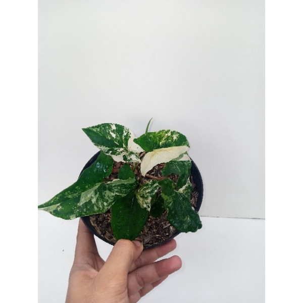 syngonium albo
