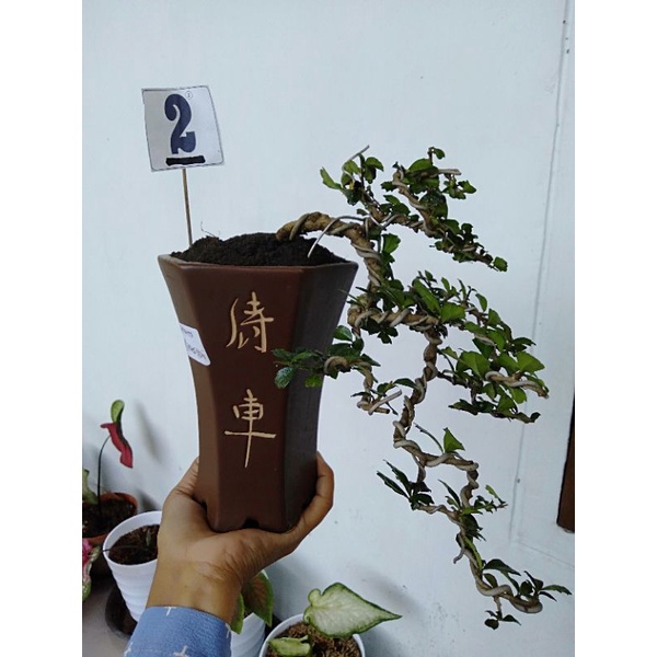 bonsai mame / bonsai hokianti