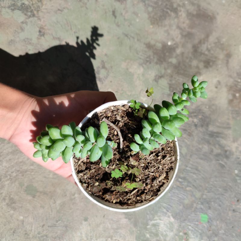 Sukulen air mata/Sedum donkey tail