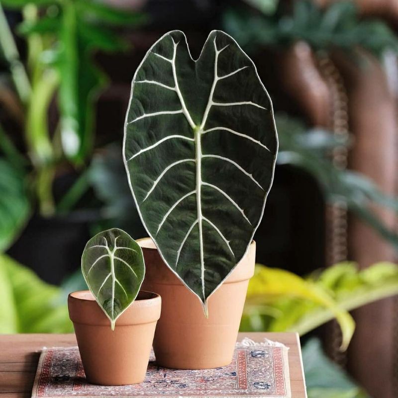 

Alocasia Watsoniana Real Pic