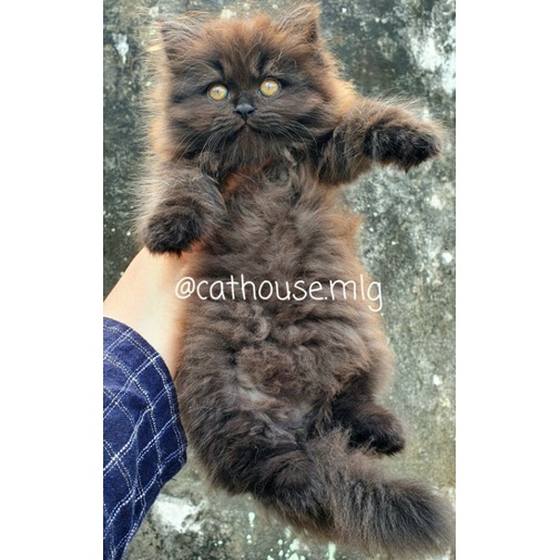 Kitten Anakan Kucing Persia Mix Norwegia Black Smoke / not BSH Munchkin Ragdoll Peaknose