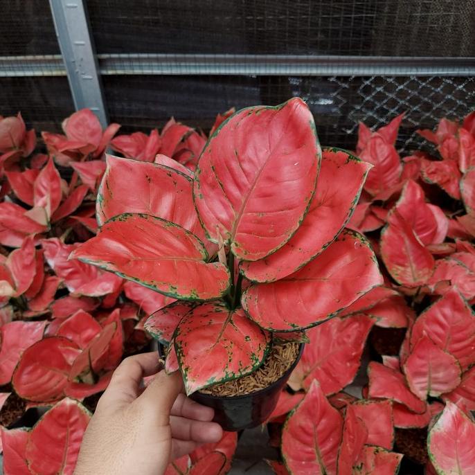 Aglonema Red Anjamani Dewasa Remaja Daun 7 8 9 10