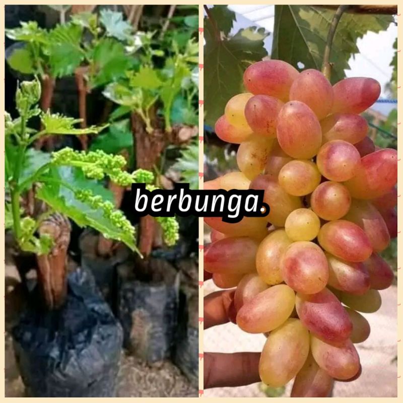 bibit anggur berbunga