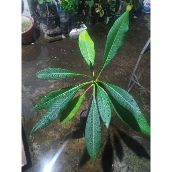 Madame Pony - Jepun Anggrek <OBRAL AKHIR TAHUN