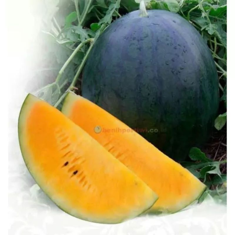 5 Biji - Benih Unggul Semangka Kuning DAVINA F1 - Bibit Buah Bibit Sayuran Bibit Semangka Inul