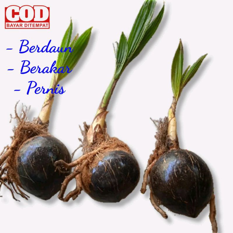 Bonsai Kelapa Gading Kuning Bahan Bonsai kelapa gading orange