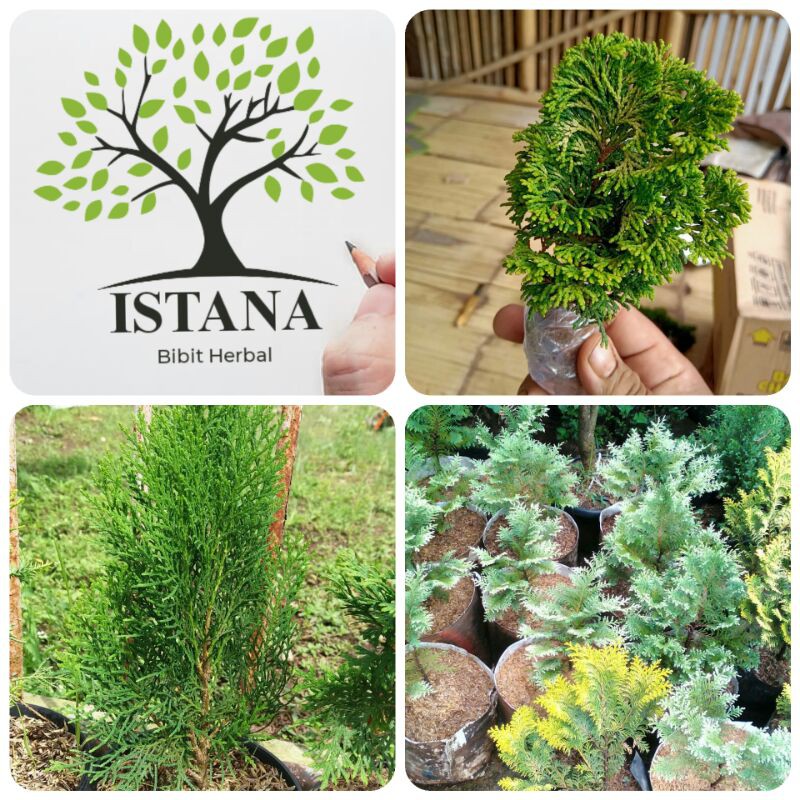 bibit tanaman cemara inoki/kinoki pohon cemara inoki/kinoki