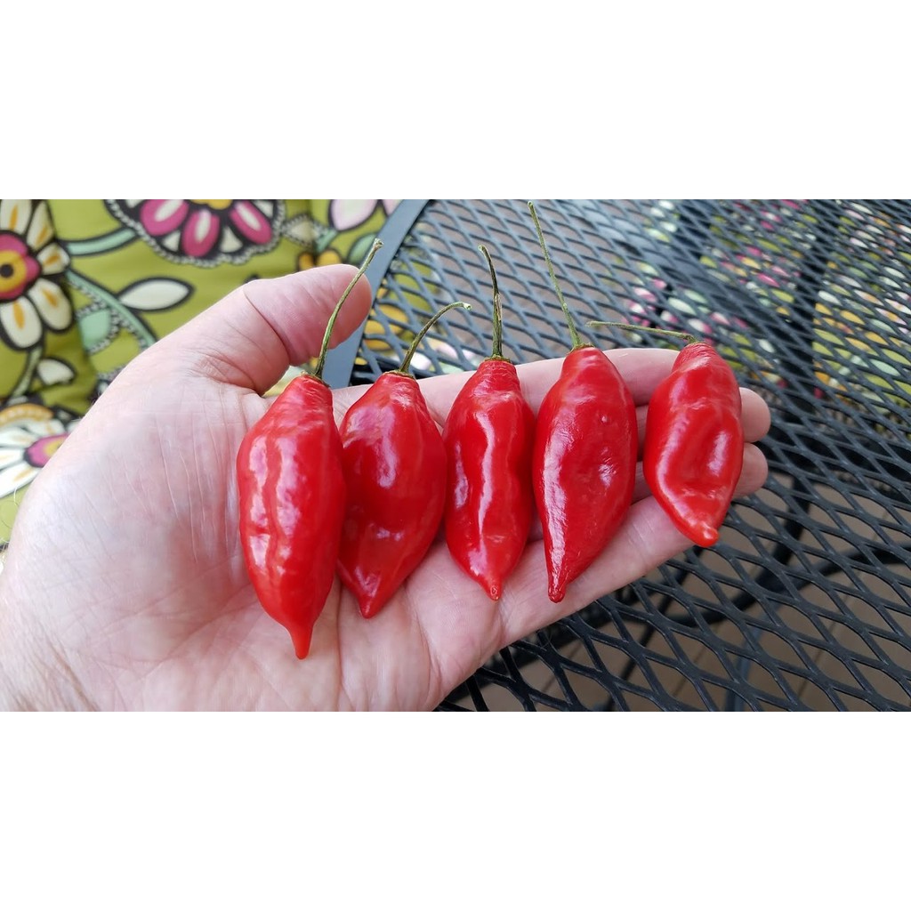 Benih Bibit Biji - Cabai Red Hot Habanero Pepper Lantern Merah Seeds