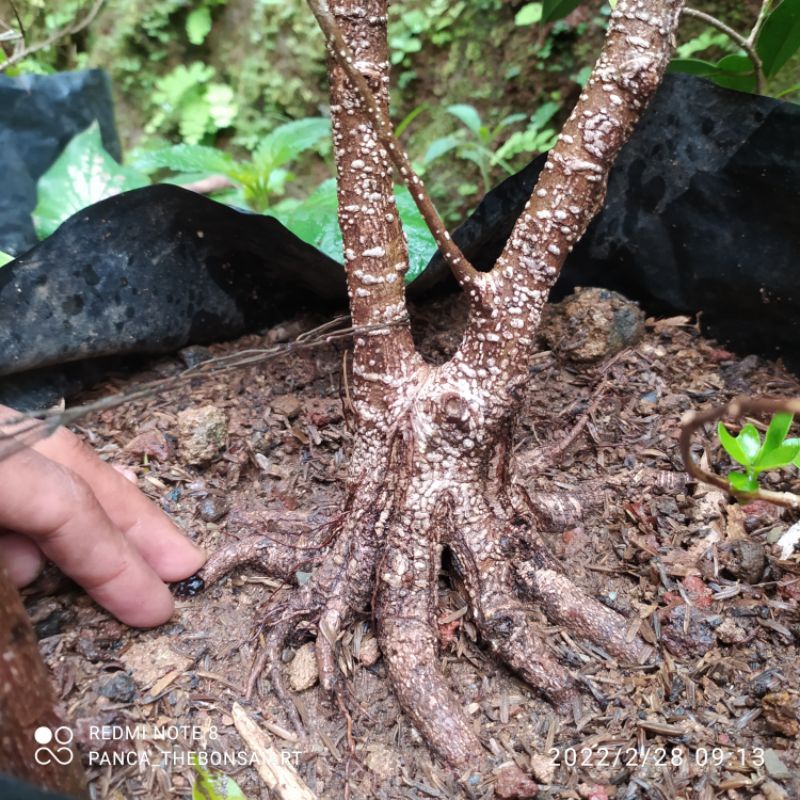 bahan bonsai kimeng prokar (pecah batang)