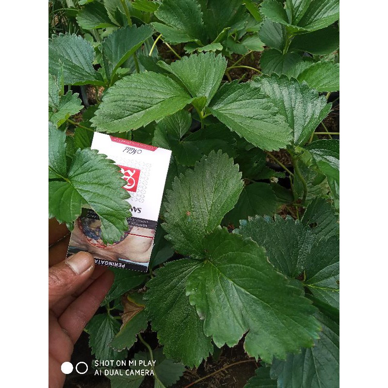 

bibit strobery buah besar berdaun lebar