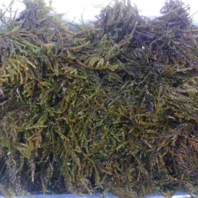 Christmas Moss , Java Moss , waterfall Moss, carpet seed, rumput air, rumput aquascape,