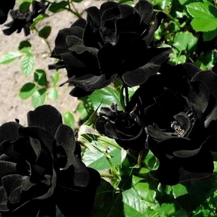 Biji Benih Bibit Bunga Mawar Hitam / Black Rose Tpsdd3 Murah