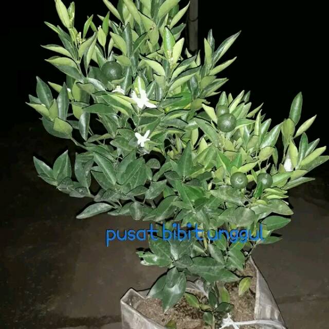 Bibit jeruk bw berbuah