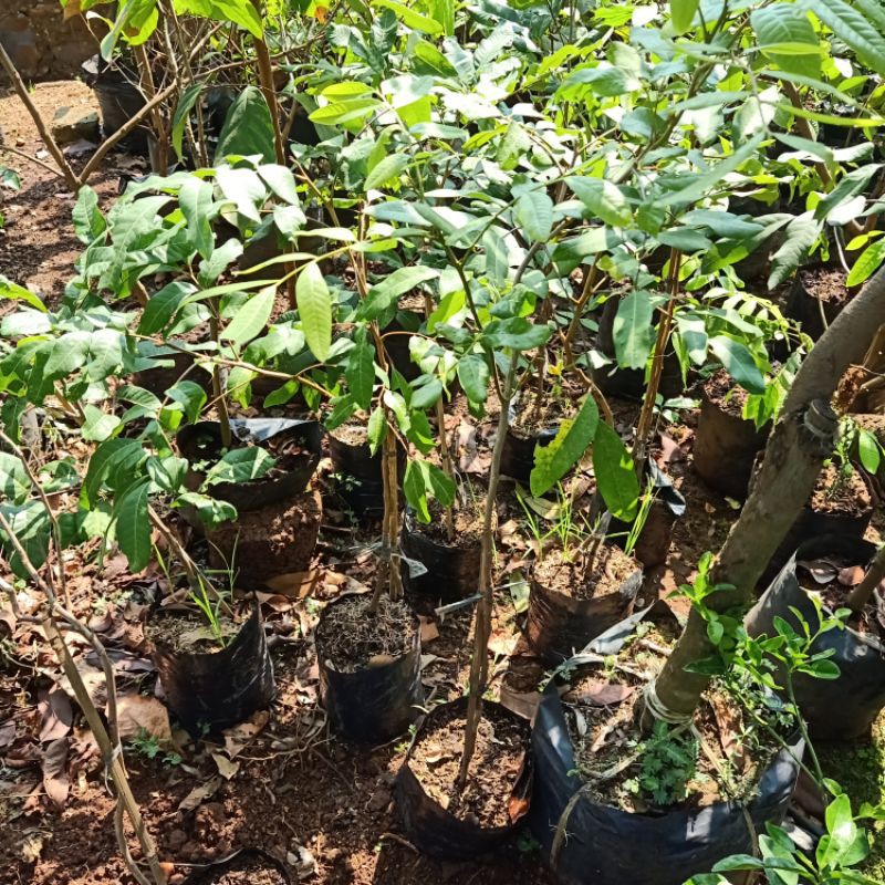 Pohon Kelengkeng Pingpong / Bibit Pohon Kelengkeng Pingpong