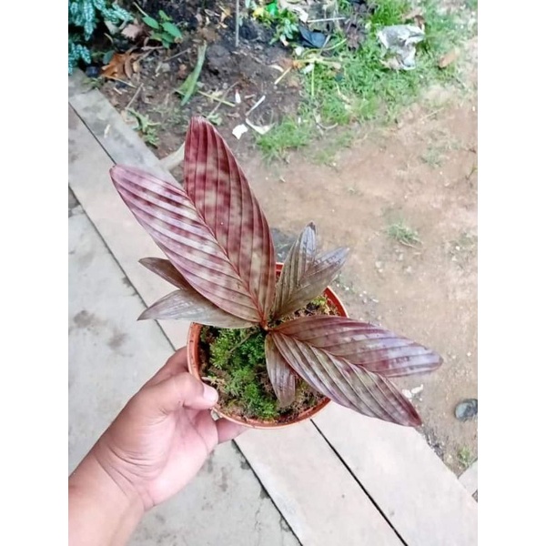 Rawatan Pinanga Vietchii