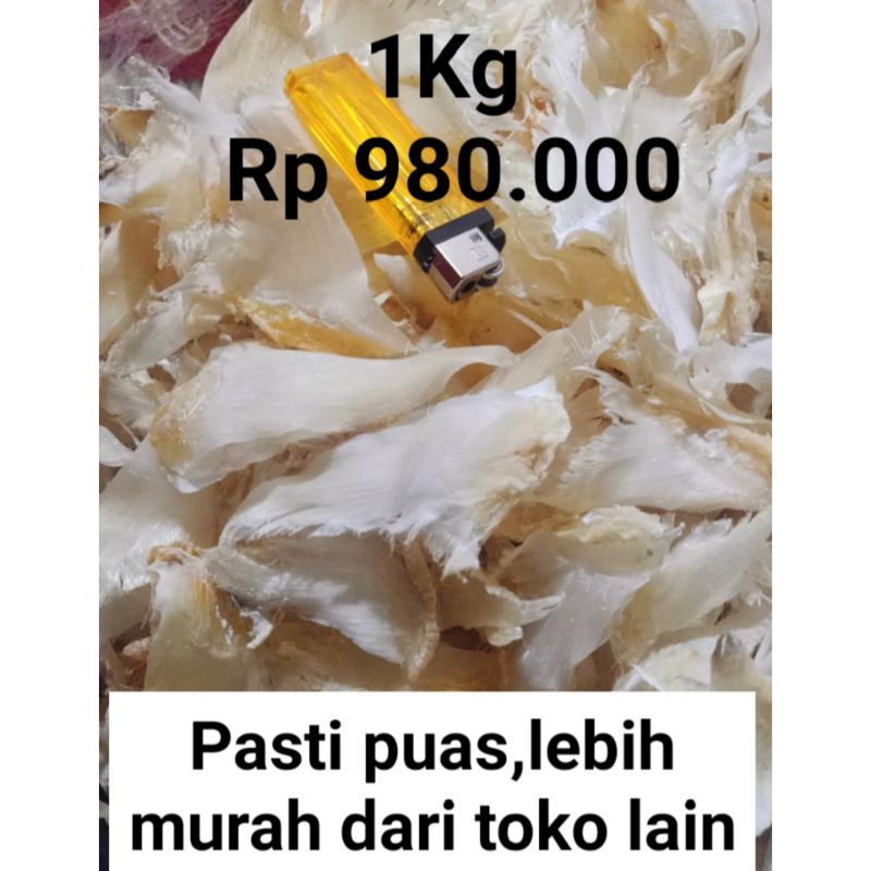 

Shark fin kering