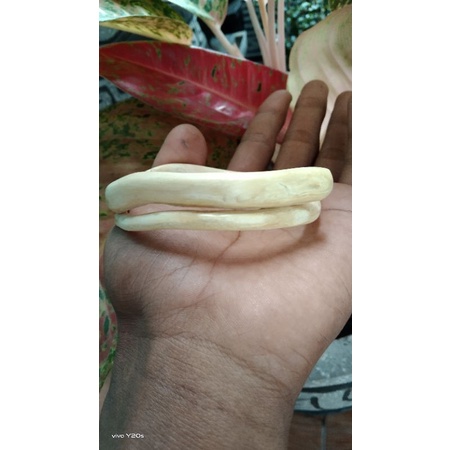 GELANG AKAR BAHAR PUTIH ASLI