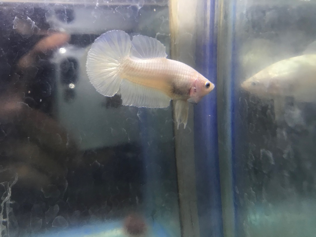 Ikan Cupang Plakat Gold