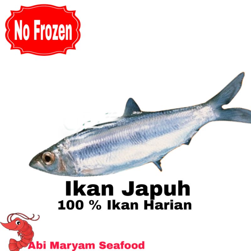 

Ikan Japuh Fresh Berkualitas 1kg