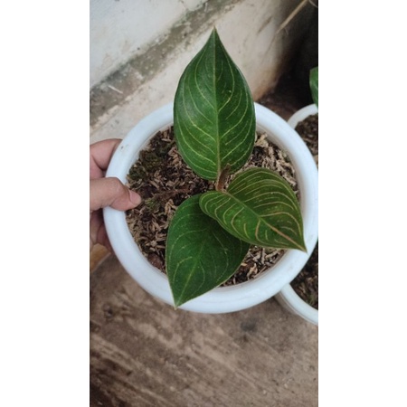 Aglonema Kresna golden