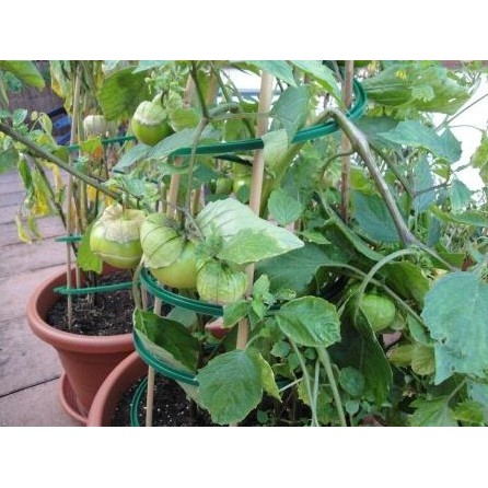 20 Benih Ciplukan jumbo Morelberry