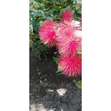 bunga kaliandra lusiana