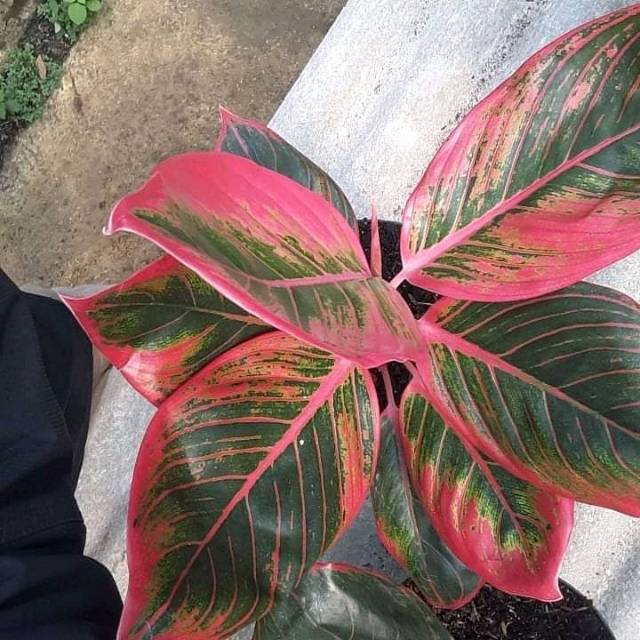 TANAMAN HIAS AGLONEMA KHANZA // AGLONEMA LIPSTICK KHANZA