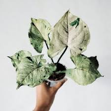 syngonium green splash