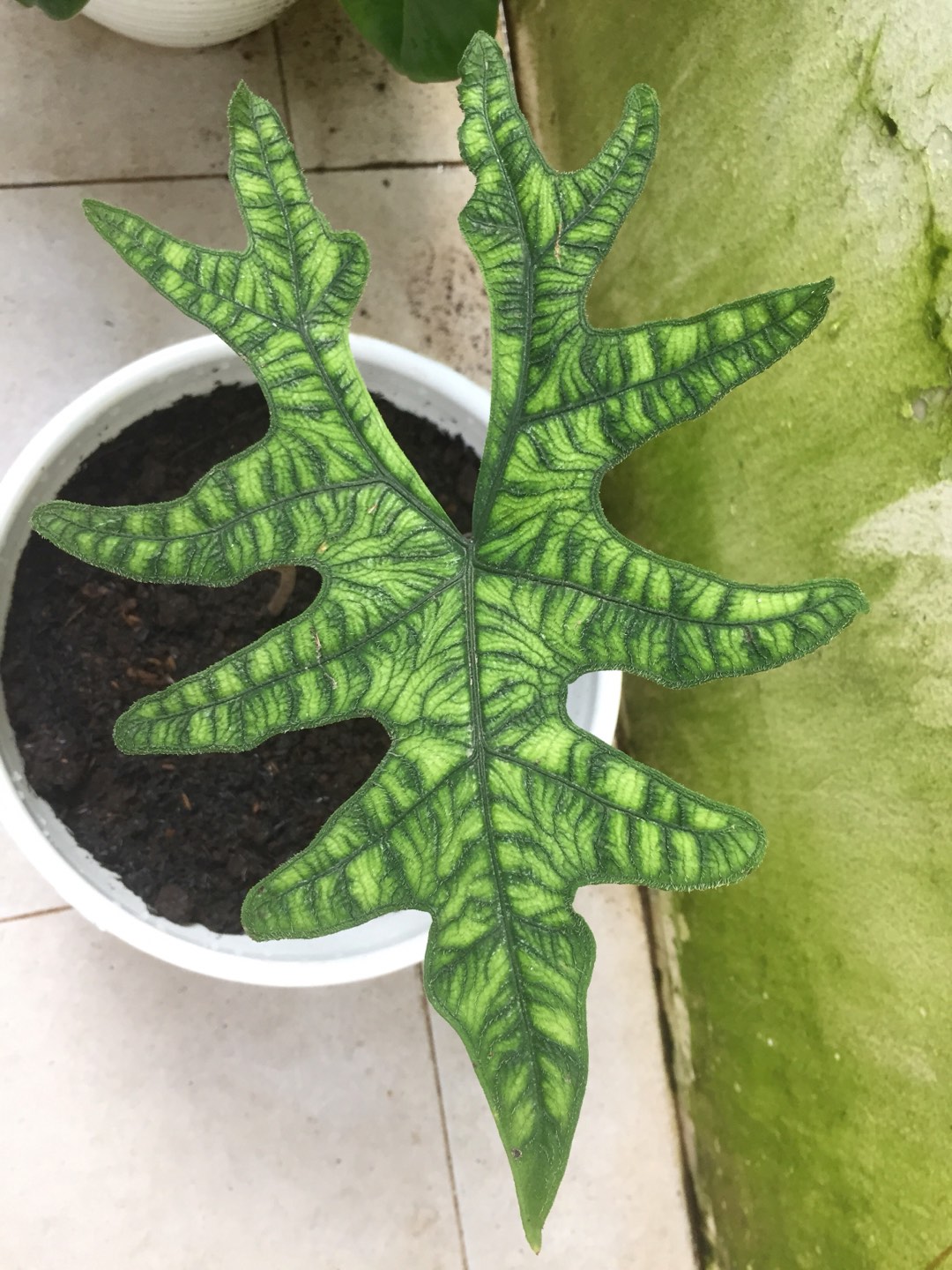 Alocasia Jacklin Sp Sulawesi Utara (2 Daun) Anakan Jacklin/jacklyn