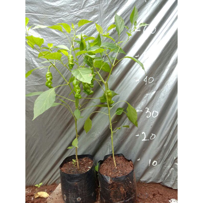 bibit capai pedas cabai unik cabai hias