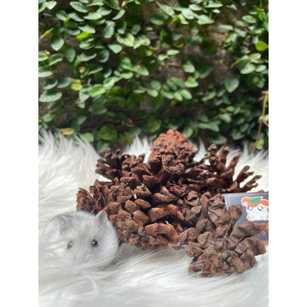 Dried Pine , Pinus Kering Gigitan Hamster / dekorasi kadang hamster